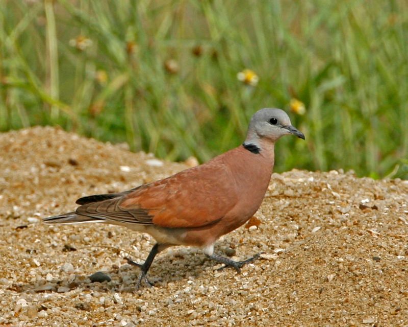 Red_collared_dove__12