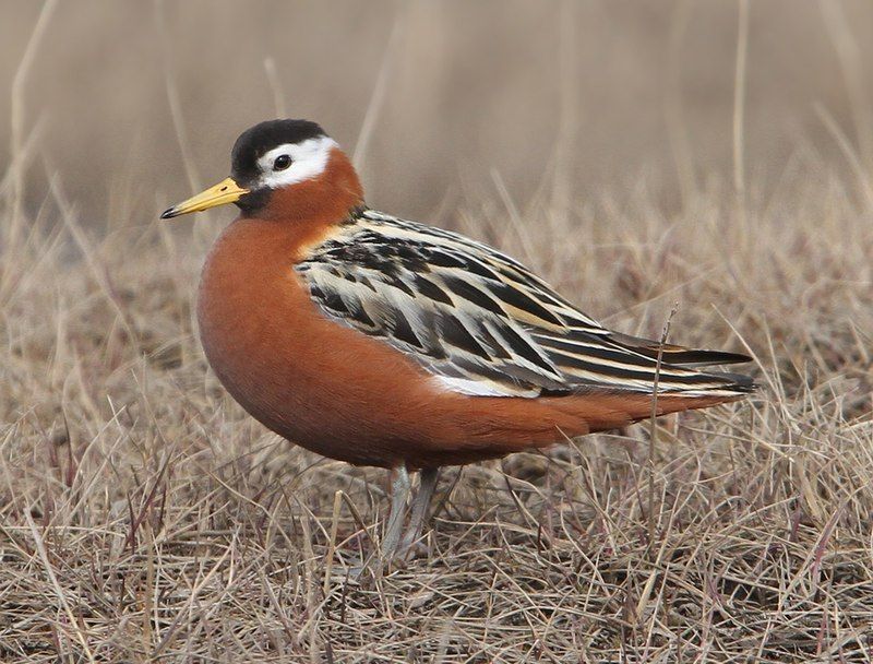 Red_phalarope__17