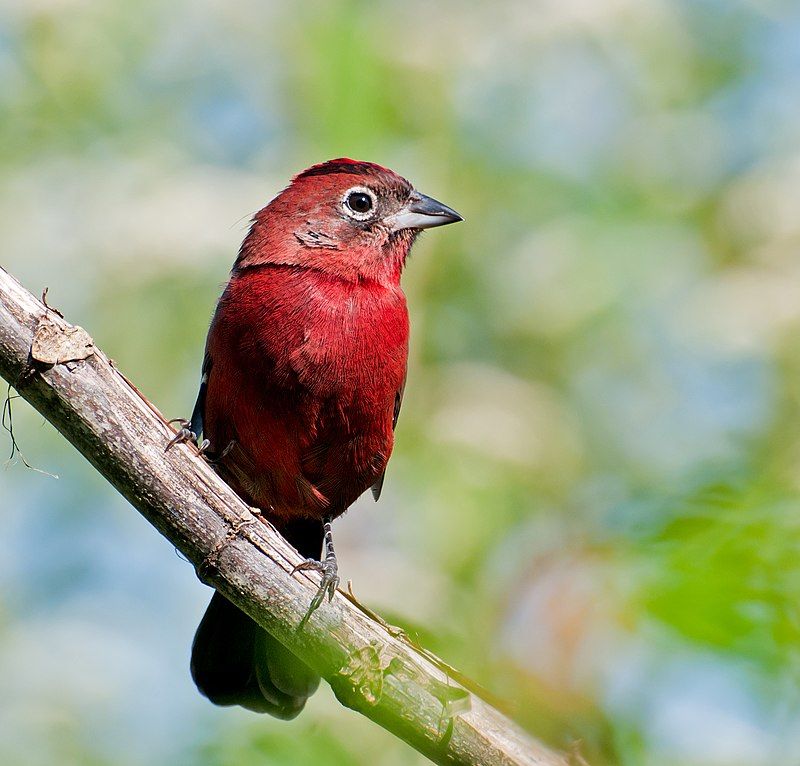 Red_pileated_finch__36