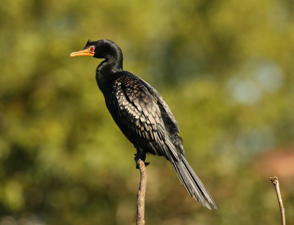 Reed Cormorant