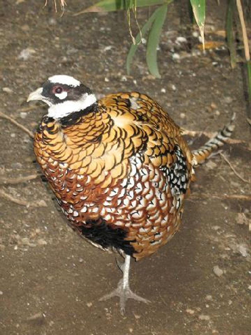 Reeves's_pheasant__10