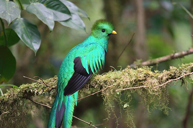 Resplendent_quetzal__11