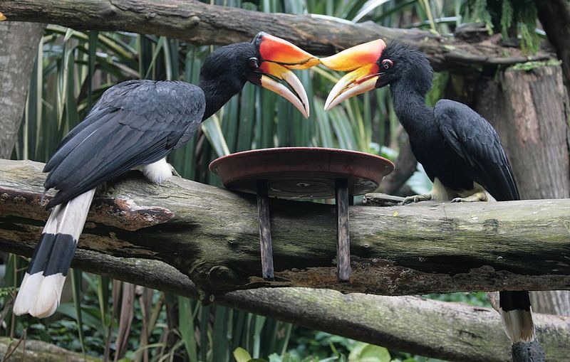 Rhinoceros_hornbill__1