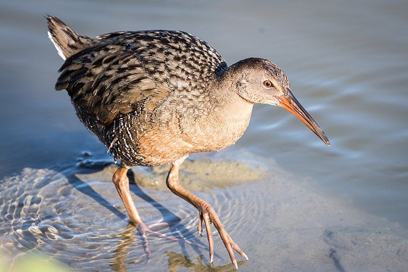 Ridgway's_rail__5