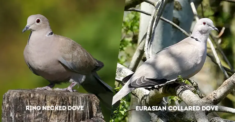 Ring Necked Dove Vs Eurasian Collared Dove
