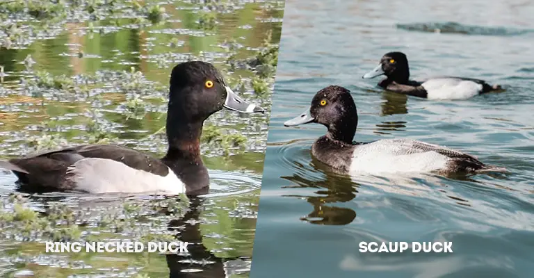 Ring Necked Duck Vs Scaup