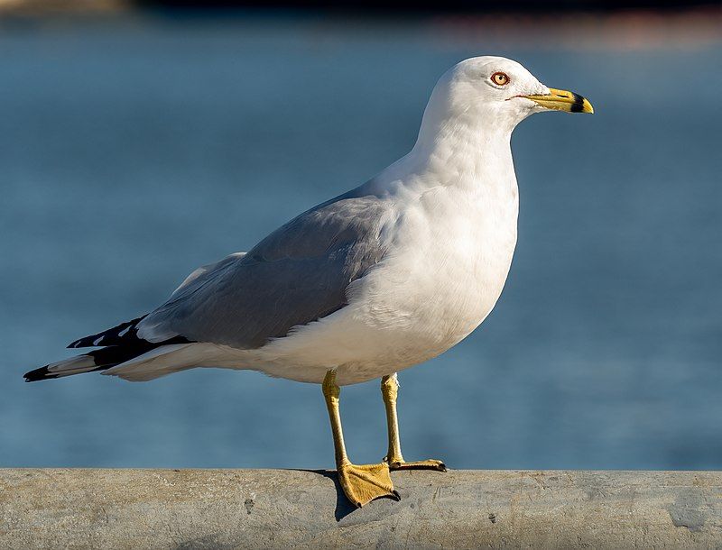 Ring-billed_gull__12