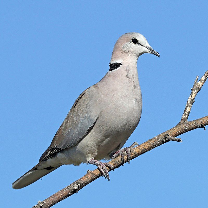 Ring-necked_dove__2