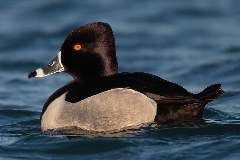 Ring-necked_duck__2