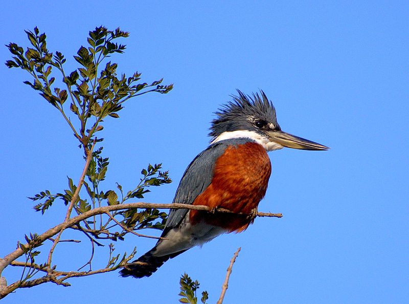 Ringed_kingfisher__11