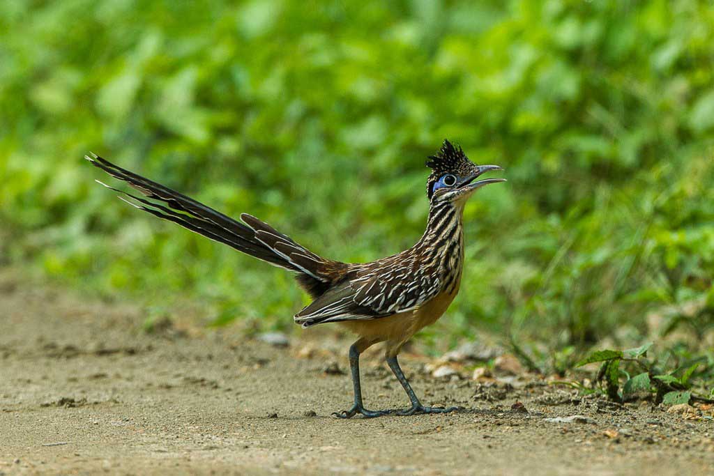 Roadrunner