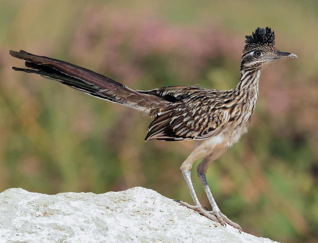 Roadrunner