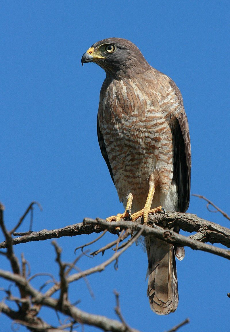 Roadside_hawk__13