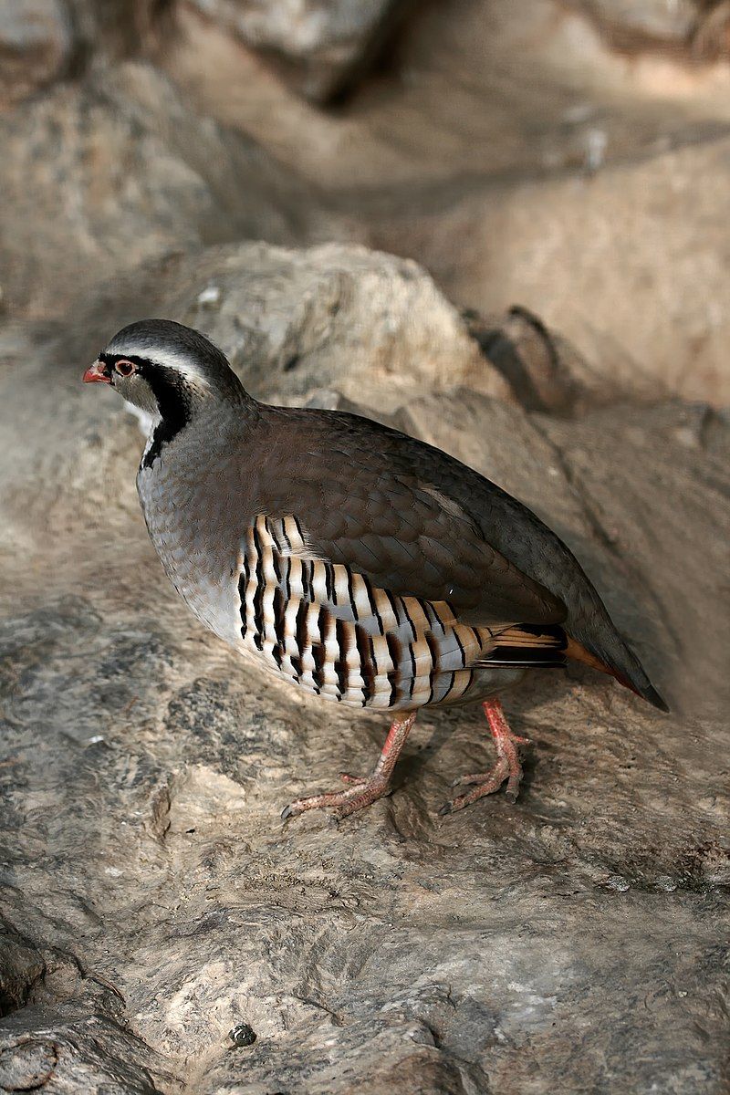 Rock_partridge__12