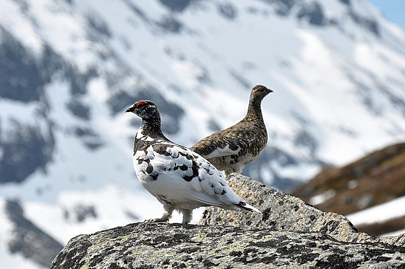 Rock_ptarmigan__10