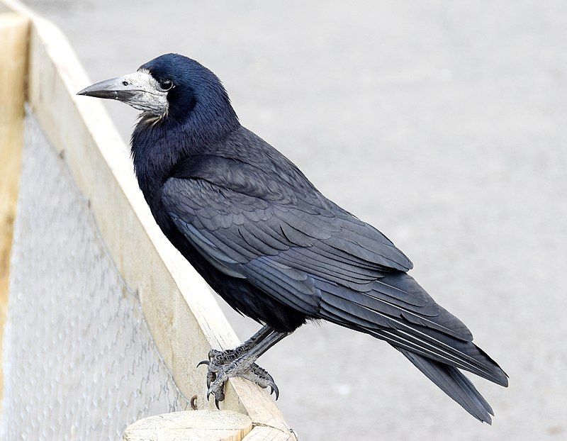 Rook_(bird)__18