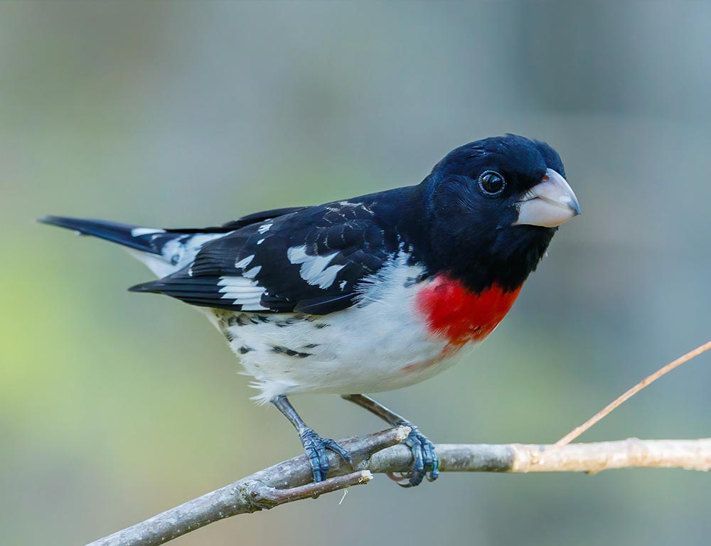 Rose-Breasted Grosbeak