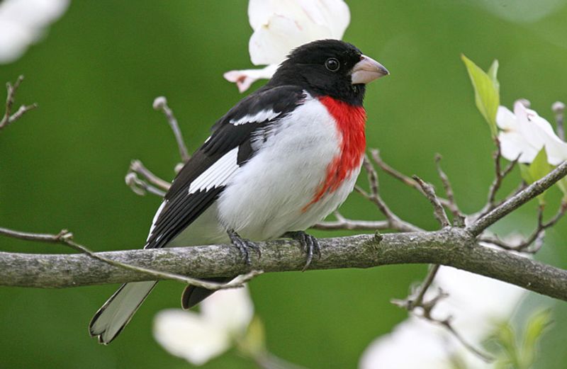 Rose-breasted_grosbeak__12