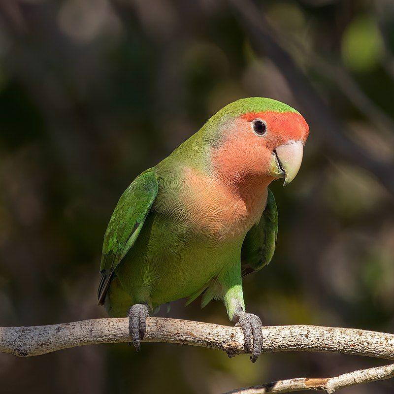 Rosy-faced_lovebird__16