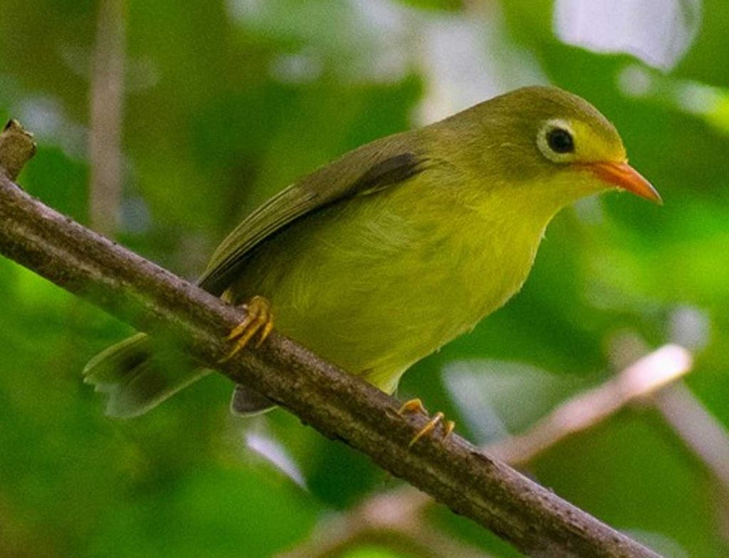 Rota White-eye