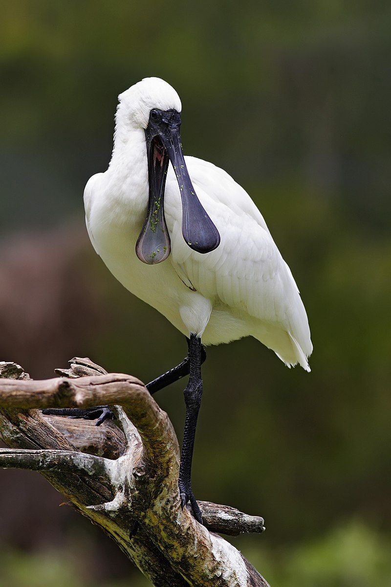 Royal_spoonbill__7