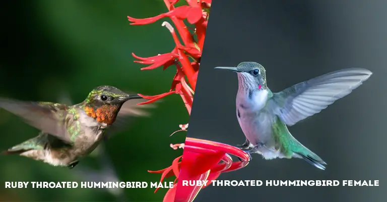 Ruby Throated Hummingbird Male Vs Female