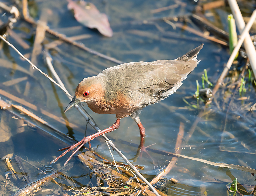 Ruddy-Breasted Crake