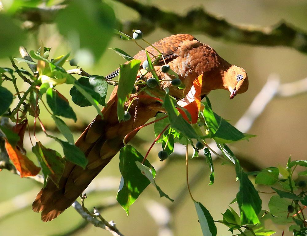 Ruddy Cuckoo-dove