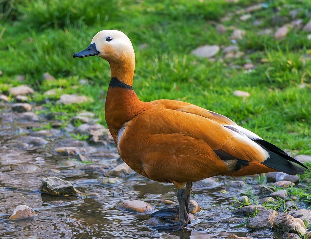 Ruddy Duck