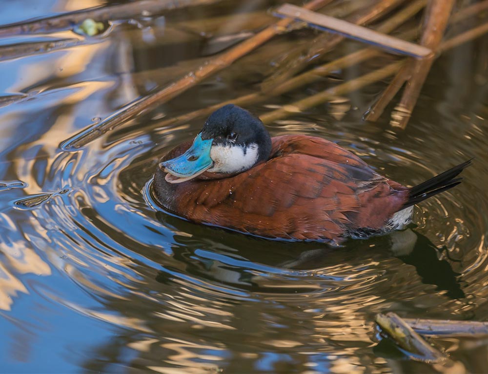 Ruddy Duck