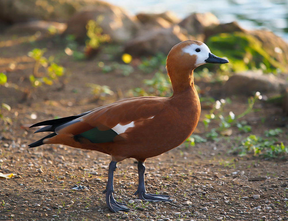 Ruddy Shelduck