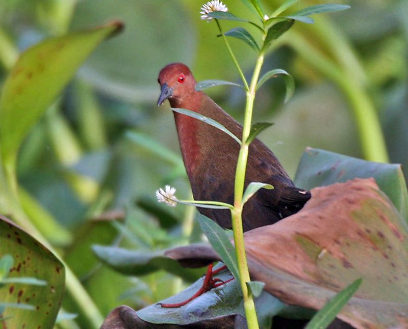 Ruddy-breasted_crake__13