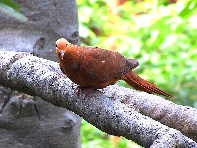 Ruddy_cuckoo-dove__11