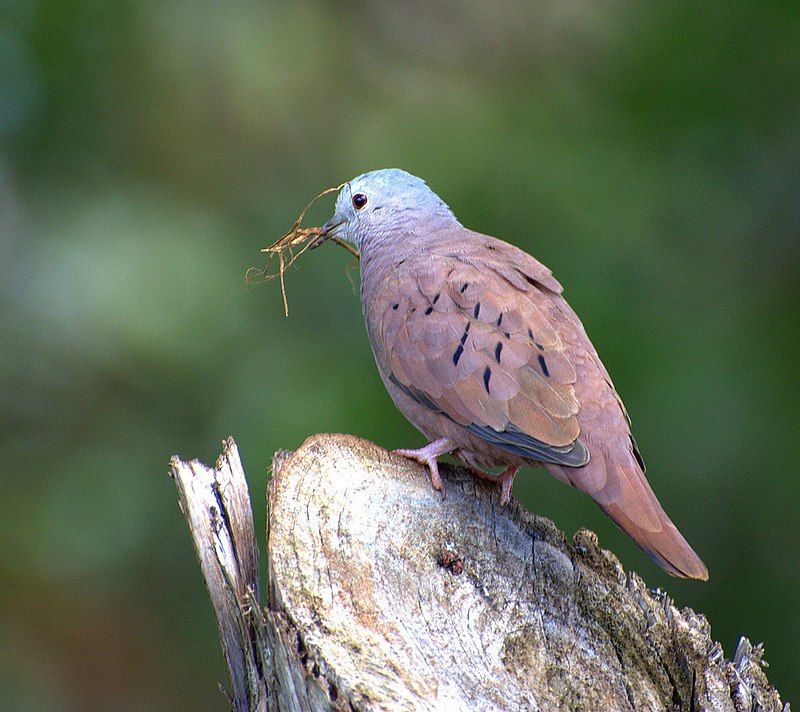 Ruddy_ground_dove__14