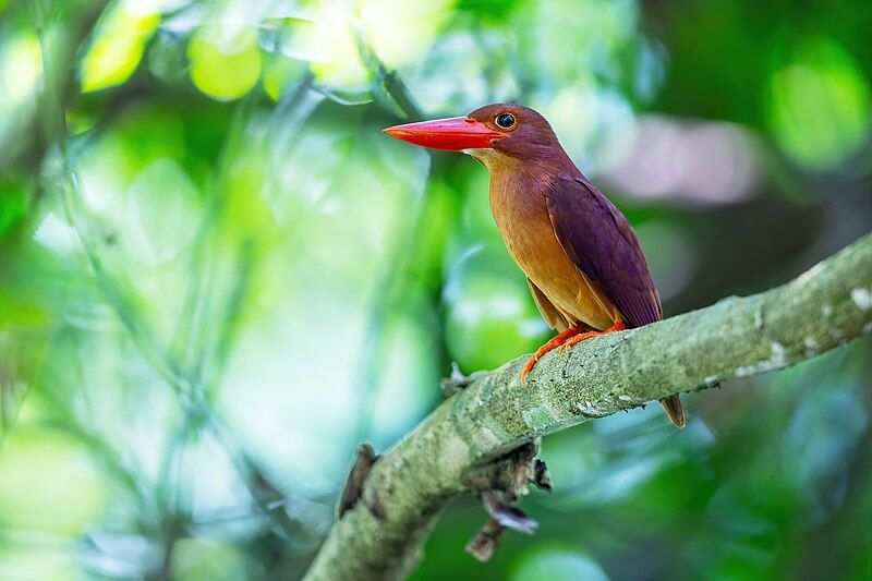 Ruddy_kingfisher__14