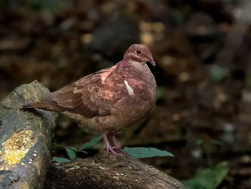 Ruddy_quail-dove__6