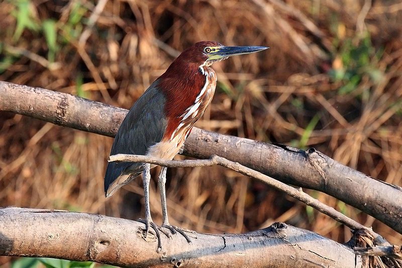 Rufescent_tiger_heron__22