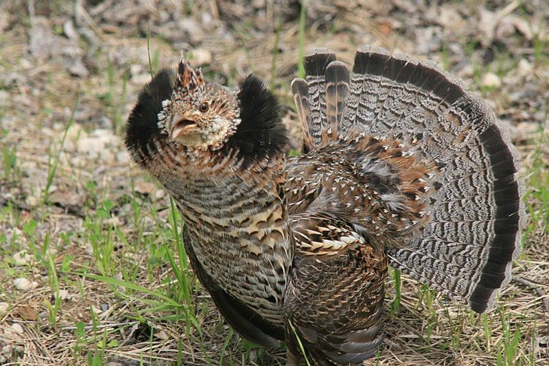 Ruffed_grouse__20