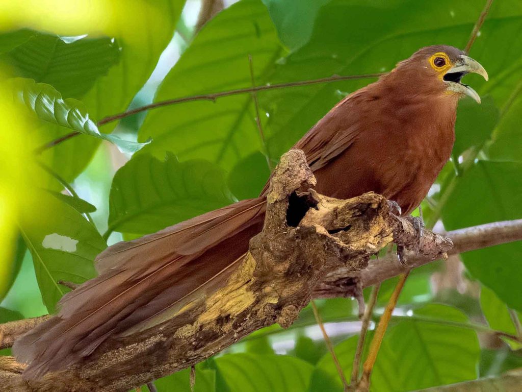 Rufous Coucal