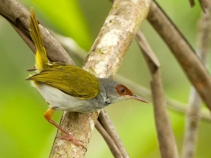 Rufous-Fronted Tailorbird