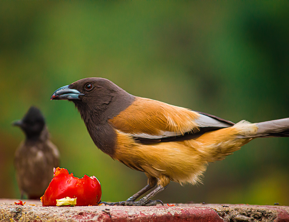 Rufous Treepie