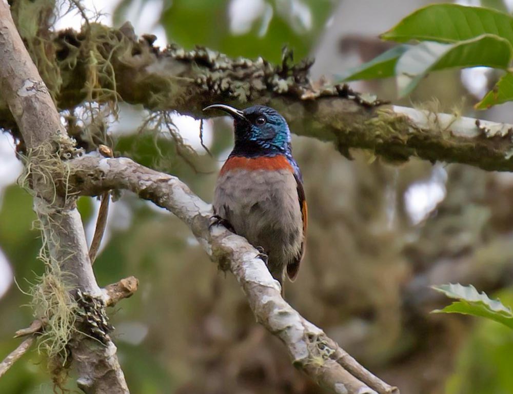 Rufous-Winged Sunbird