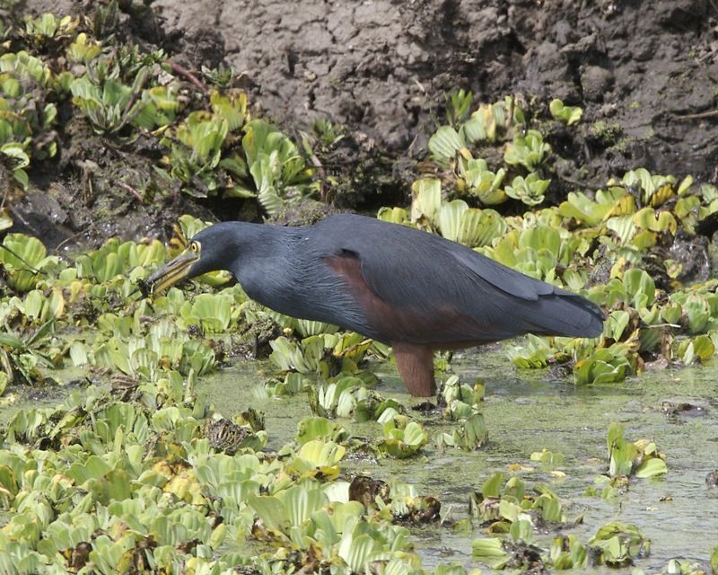 Rufous-bellied_heron__26