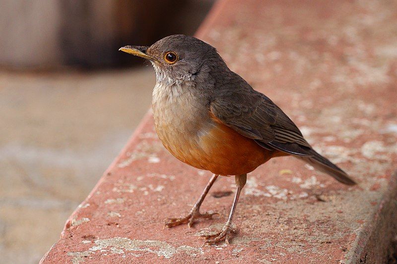 Rufous-bellied_thrush__14