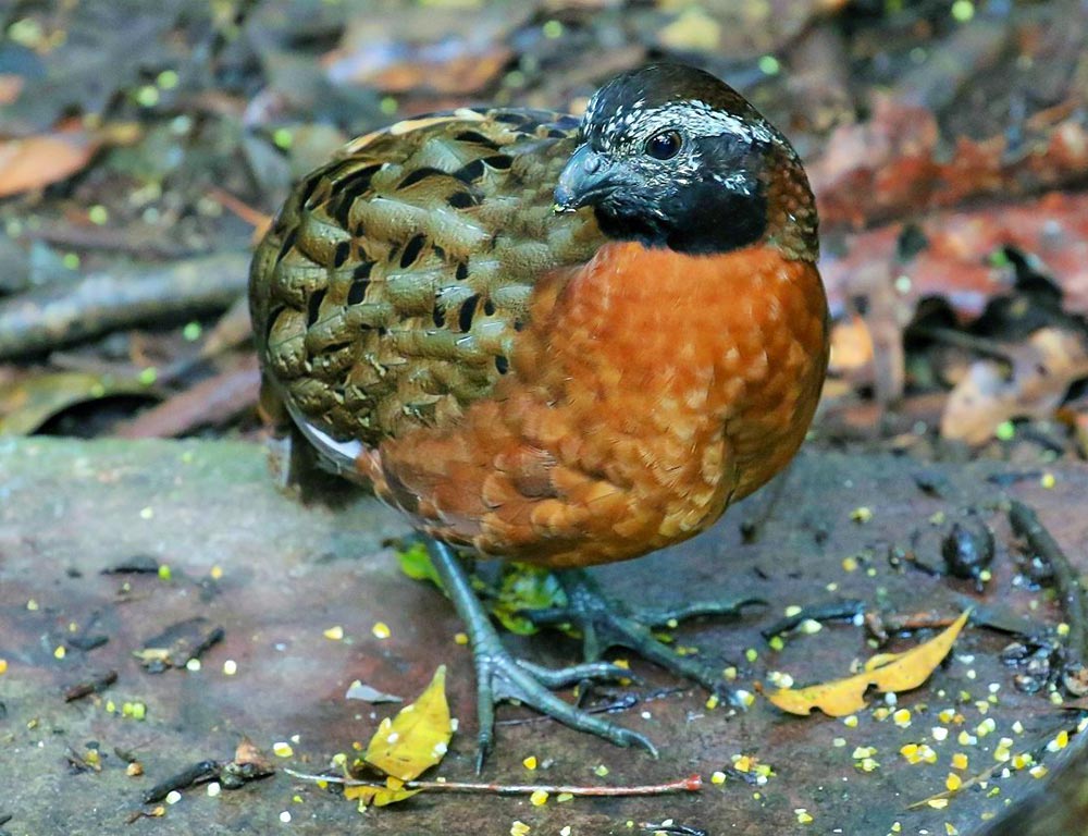 Rufous-breasted Wood-Quail