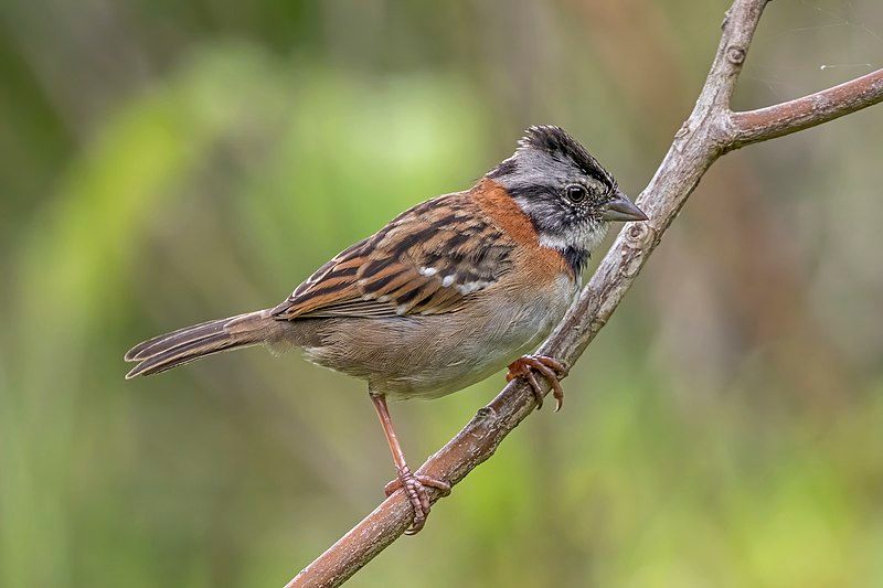 Rufous-collared_sparrow__15