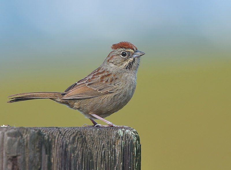 Rufous-crowned_sparrow__20