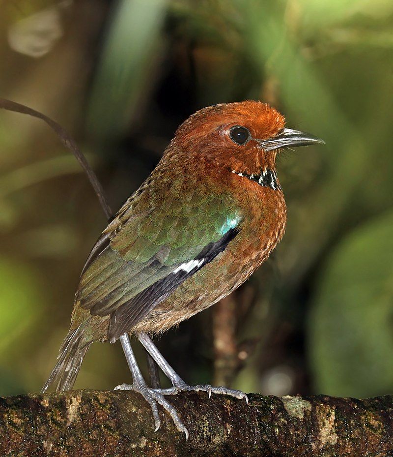 Rufous-headed_ground_roller__13