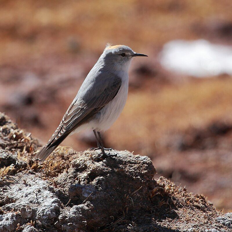 Rufous-naped_ground_tyrant__29