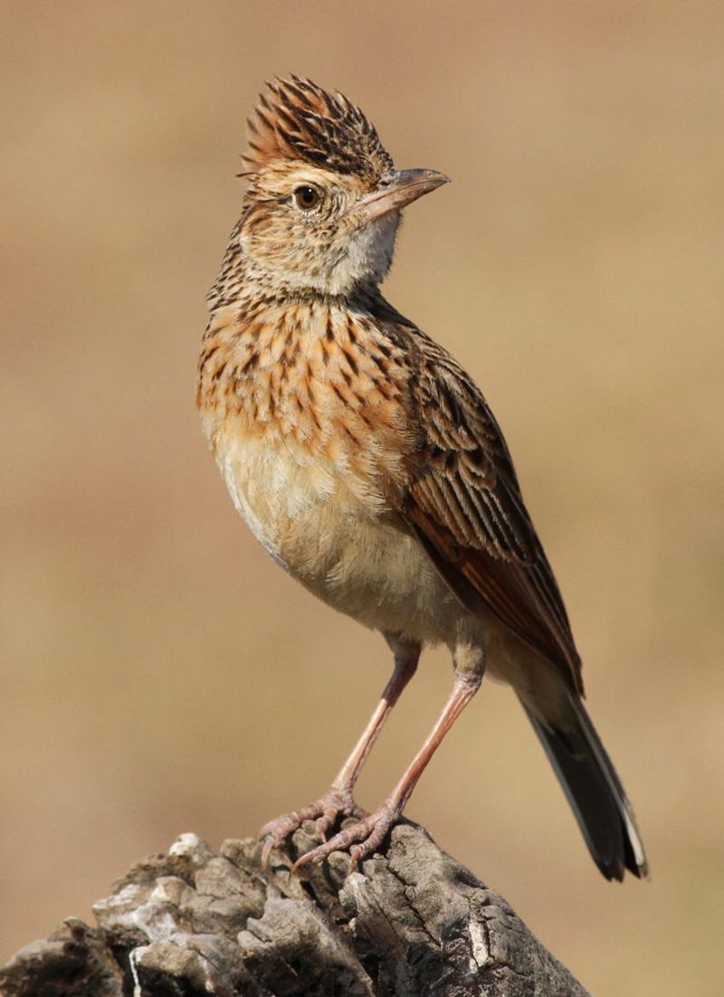 Rufous-naped_lark__22